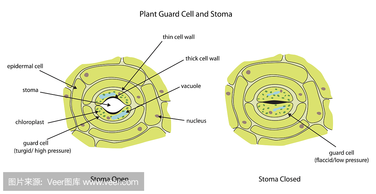 植物保卫细胞与造口完全标记。