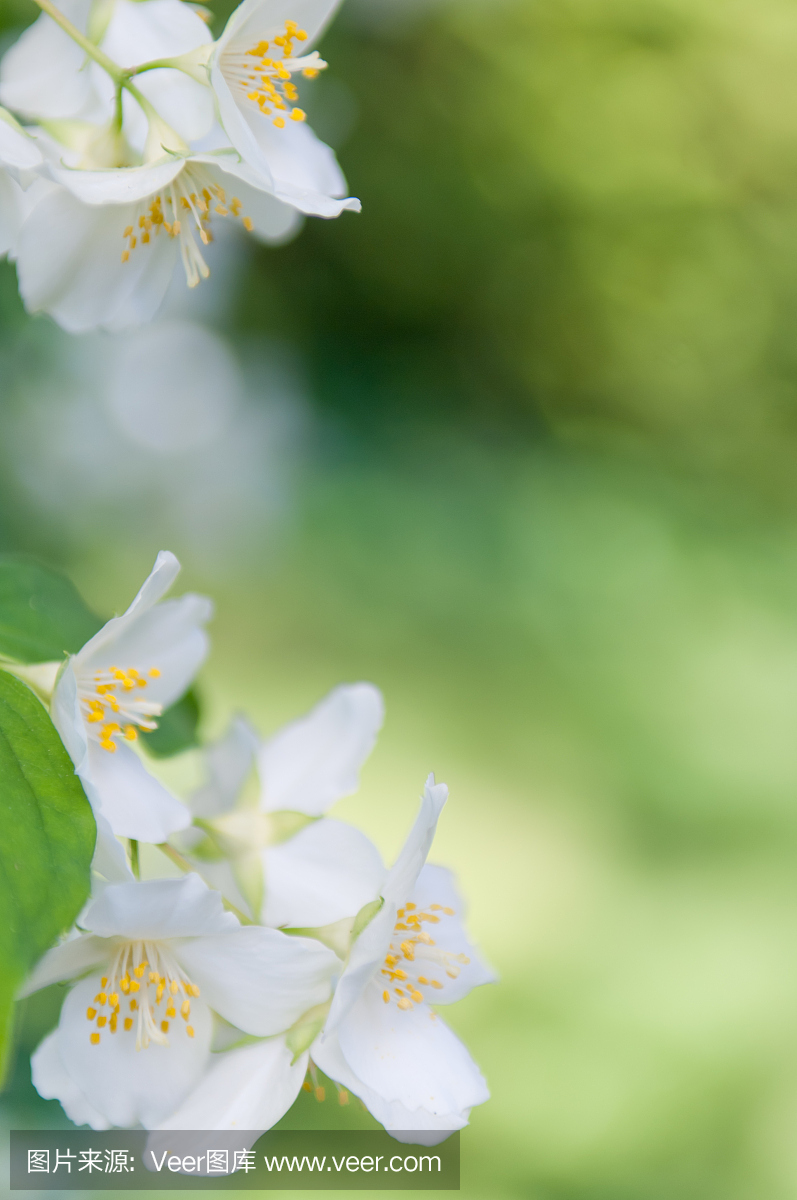 一个模拟的橙色费城冠军布鲁斯模糊背景的分支