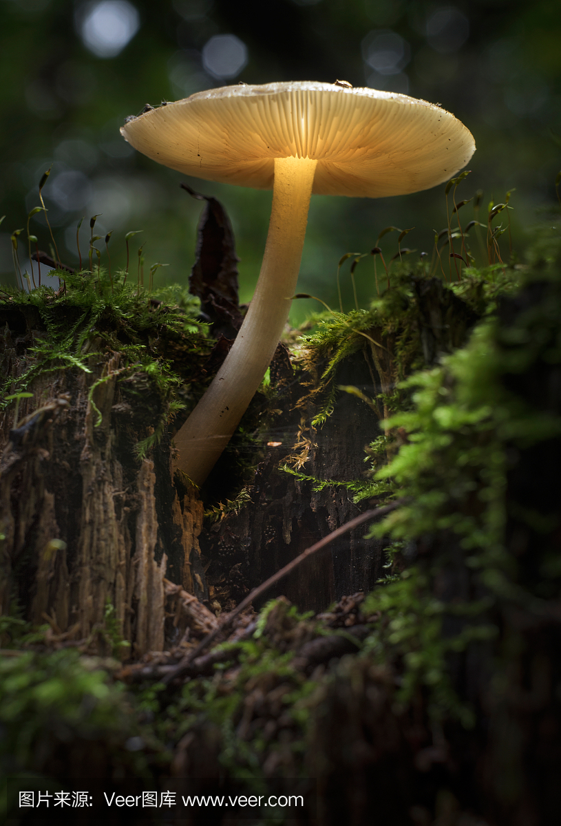 全息图,全息照片,全像照片,综合衍射图