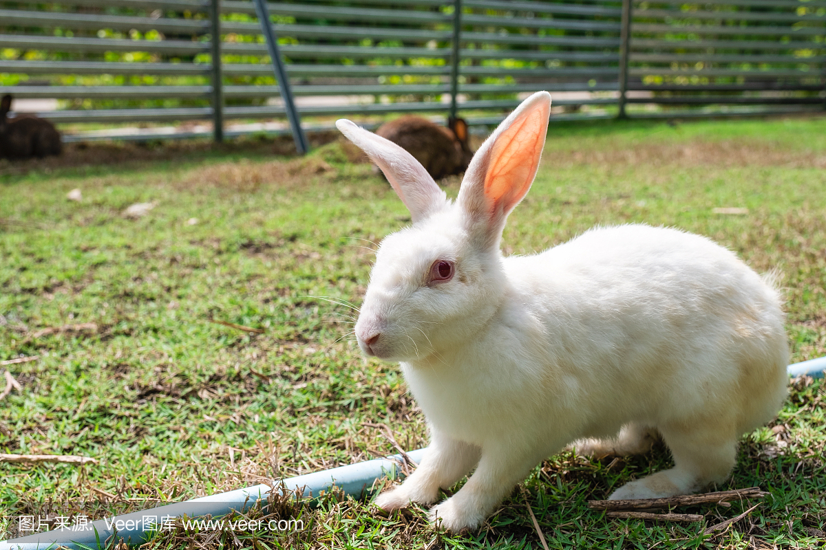 小兔子,家庭生活,草坪,草
