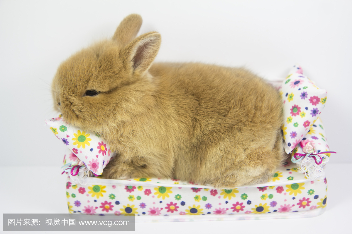 宠物,奇异服装,小鹿,家兔