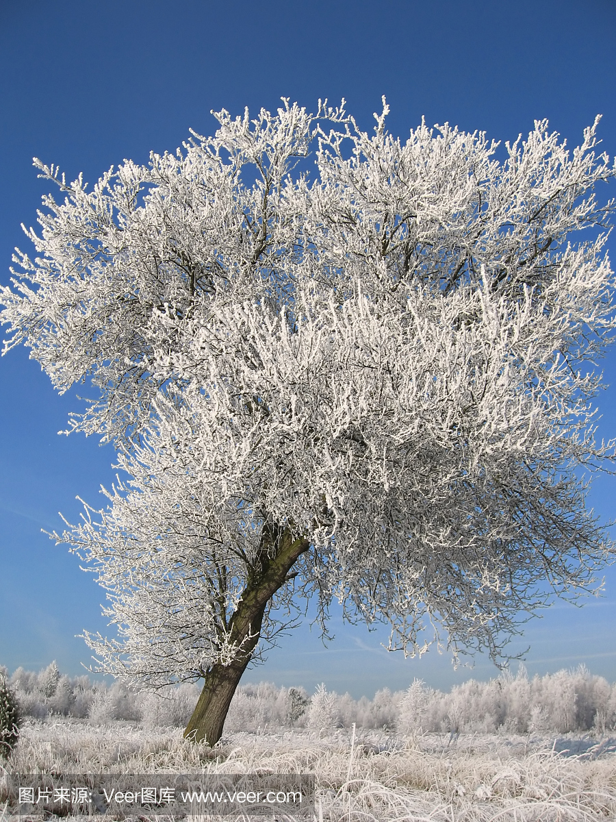 梨树,梨树木,梨花,垂直画幅