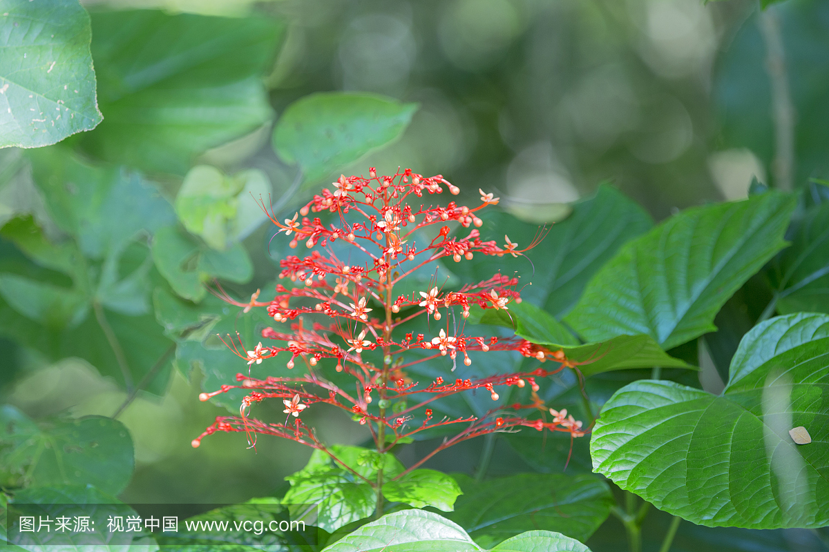 马鞭草科,唇形科,户外,彩色图片