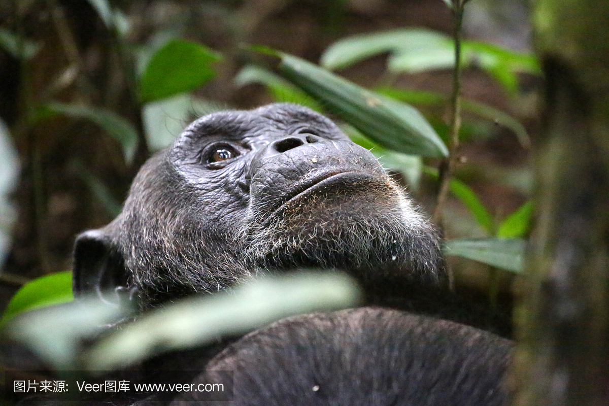 乌干达:黑猩猩白日梦 - 基巴莱森林