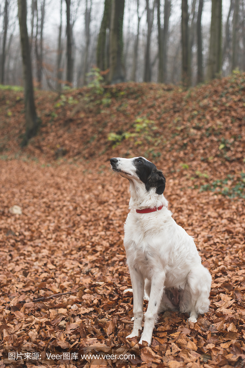 苏俄牧羊犬,俄罗斯牧羊犬,苏俄猎狼犬,俄罗斯猎狼犬