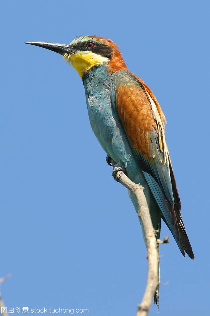 n incredibly colourful bird with an unmistakable n incredibly colourful bird with an unmistakable