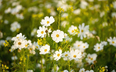 雏菊唯美图片大全,电影雏菊唯美壁纸,有关于雏-152kb