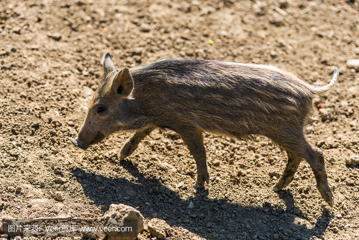 引荐三个国外引进的特征良种猪