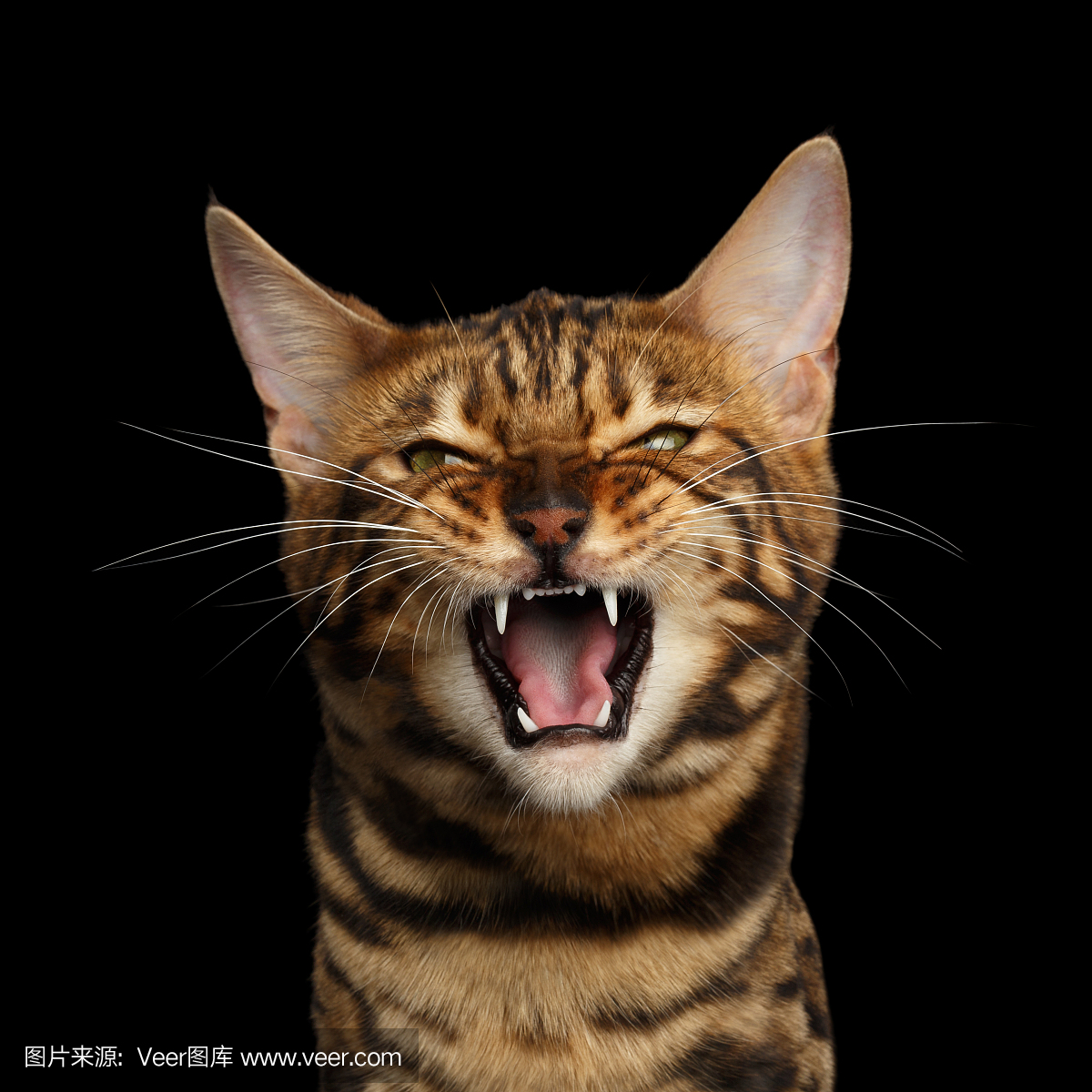 猫的叫声,咪咪叫(猫叫声),生气,愤慨