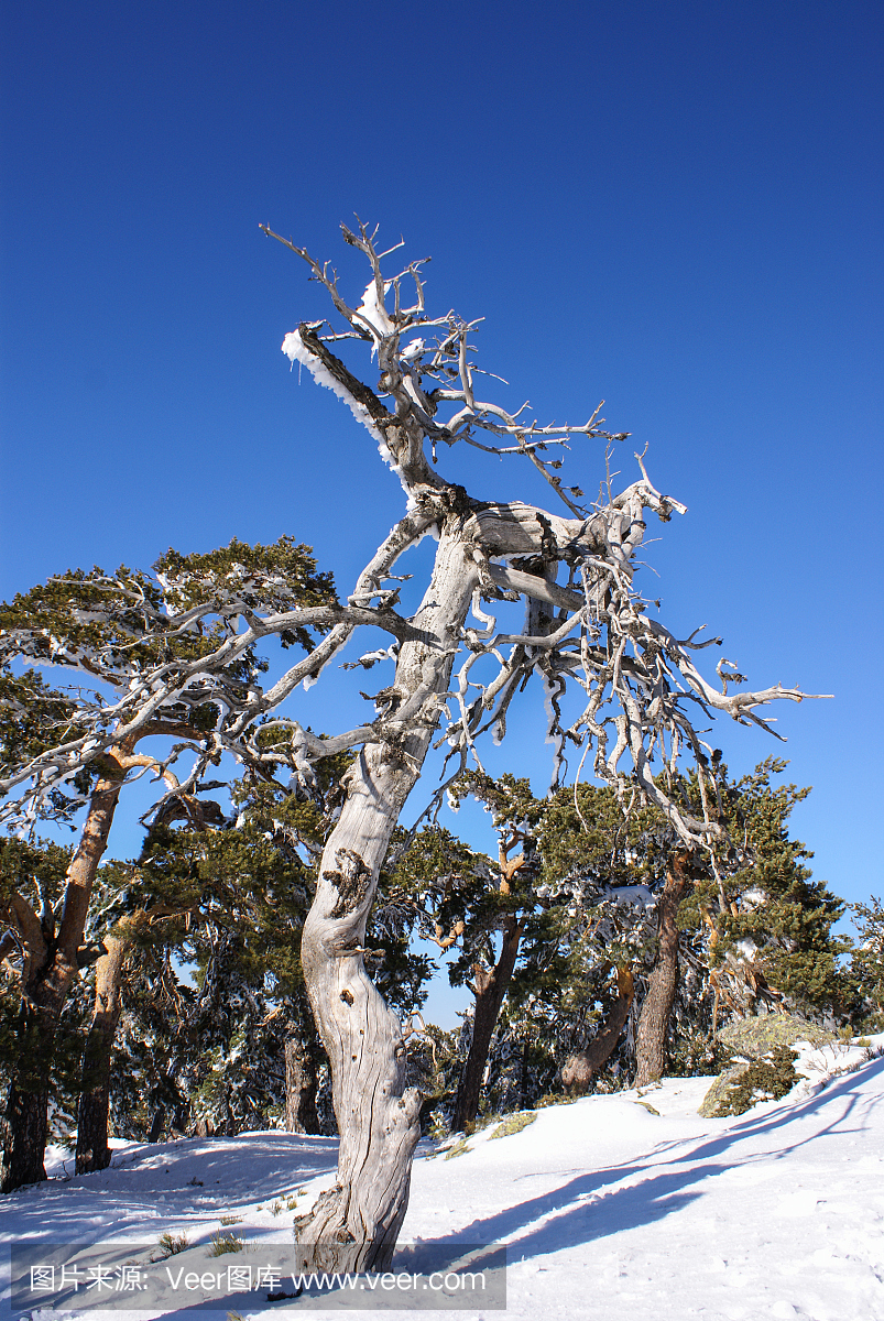 在纳瓦尔卡拉达马德里西班牙的雪