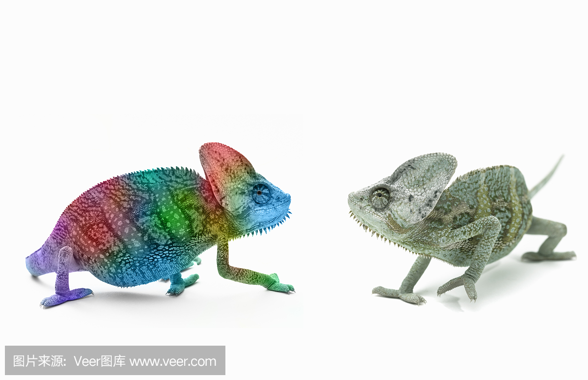 变色龙,变色蜥蜴,与众不同,异军突起