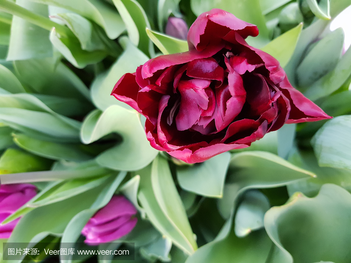 美丽的紫罗兰色荷兰郁金香,春天开花的花特写