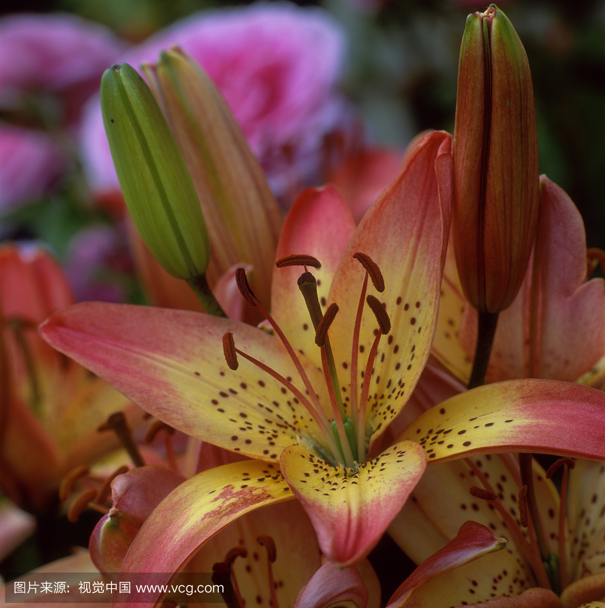 关闭开花的百合属变种。愚蠢的女孩(亚洲百合