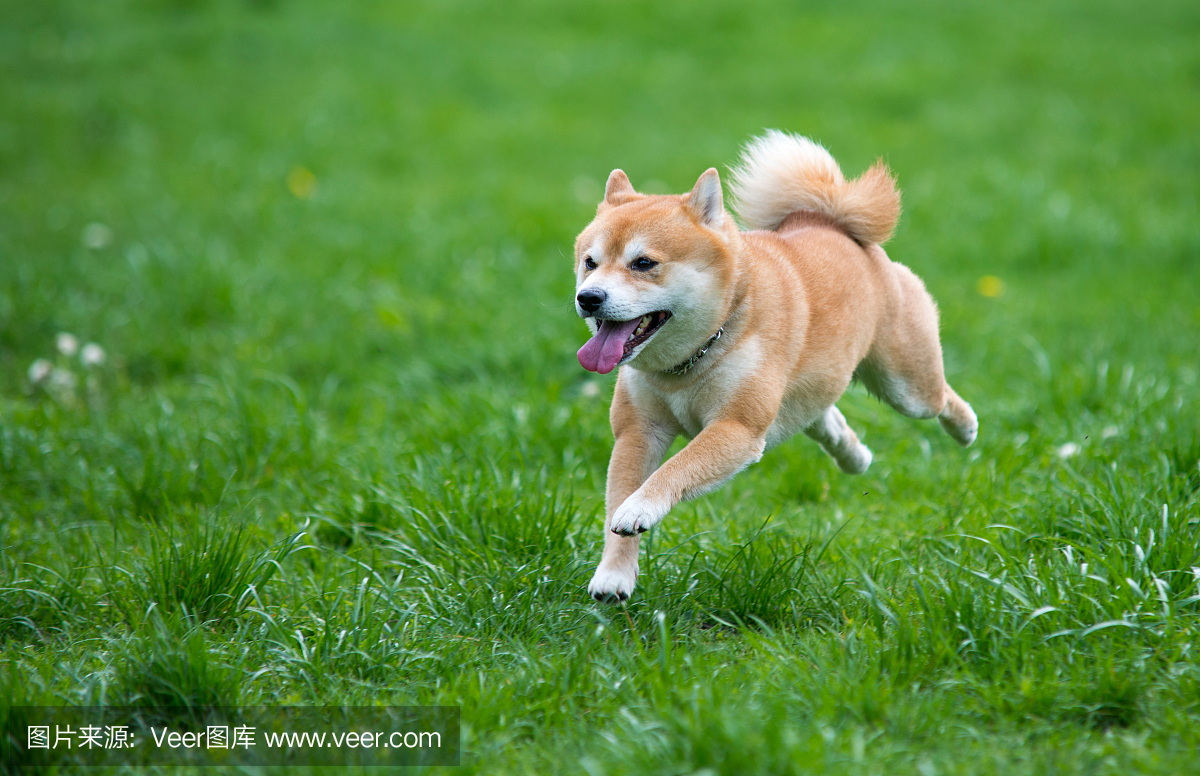 在草地上跳跃的狗shiba inu