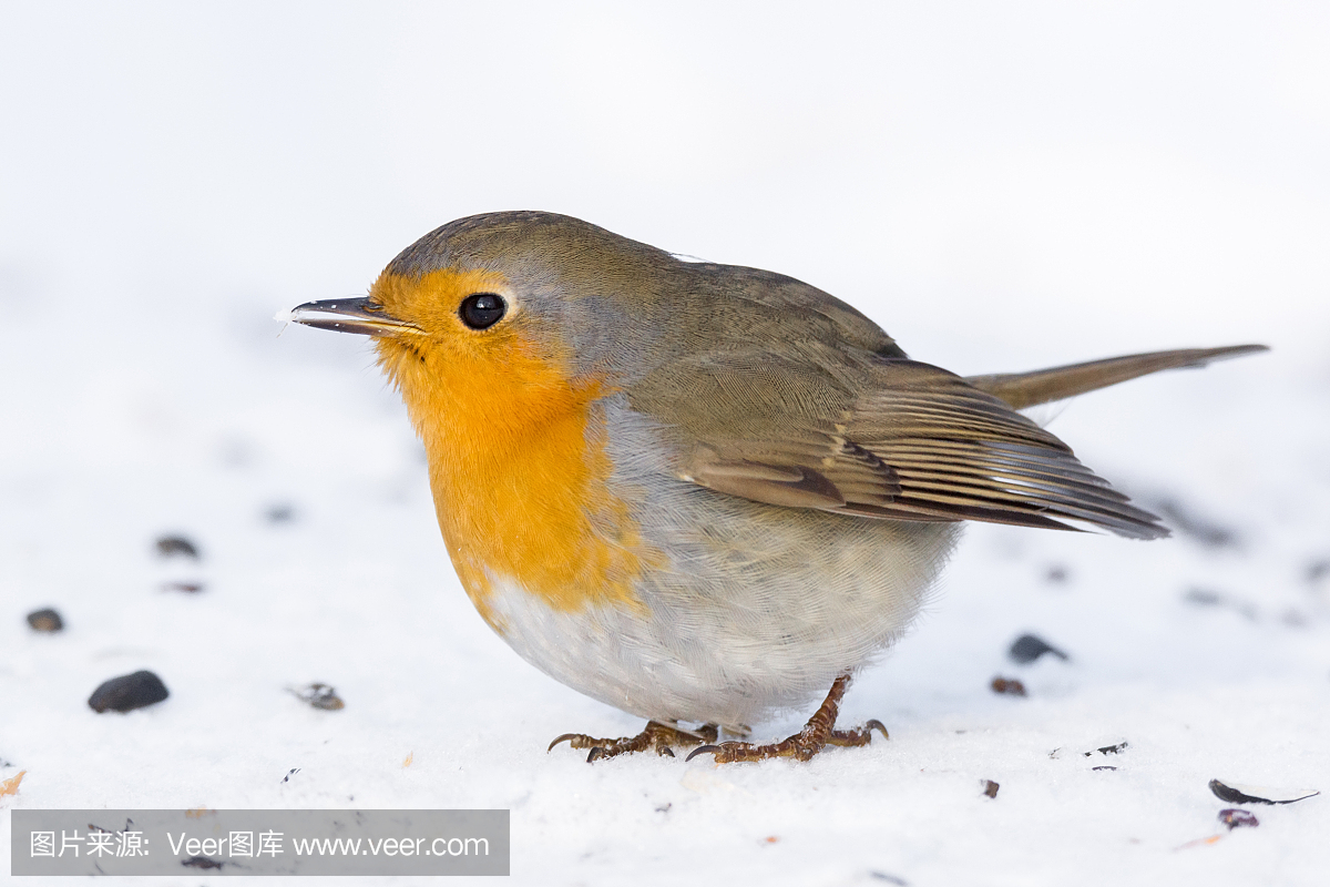 知更鸟,旅鸫,歌鸲,天空