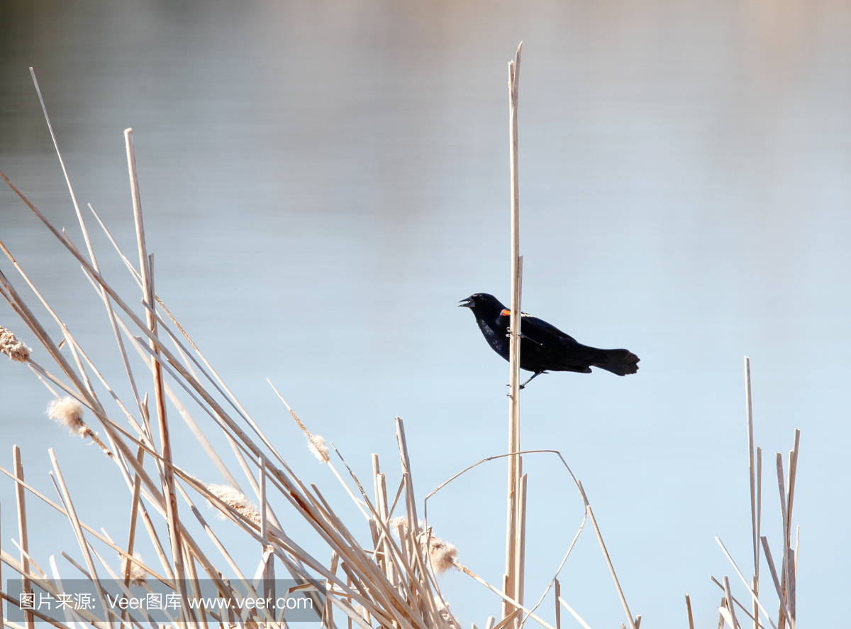 红翅山鸟,红翼乌鸫,鸟鸣声,鸟叫声