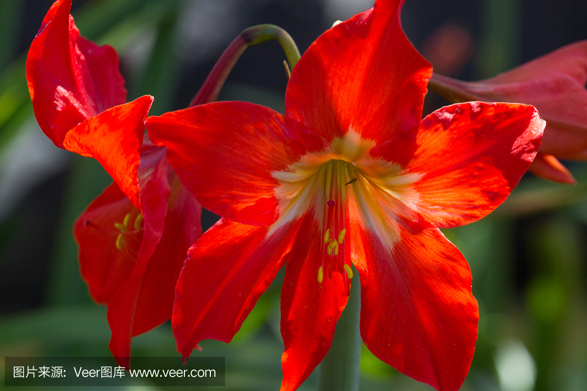 宏花照片的红花阿玛丽利斯。花园在特内里费岛