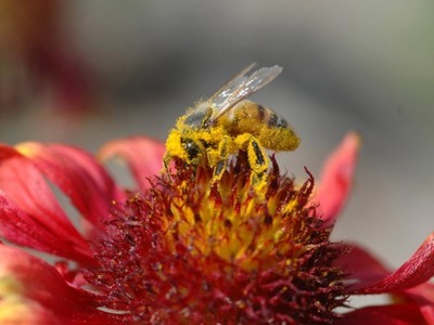 蜜蜂花丛采蜜图片_蜜蜂花丛采蜜图片图片大全