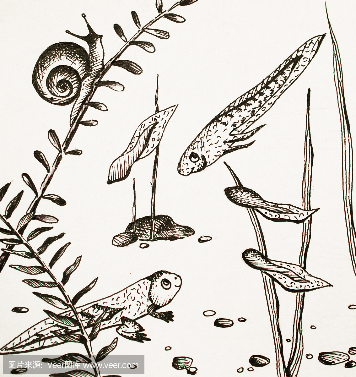 吸血动物,吸血的,垂直画幅,水