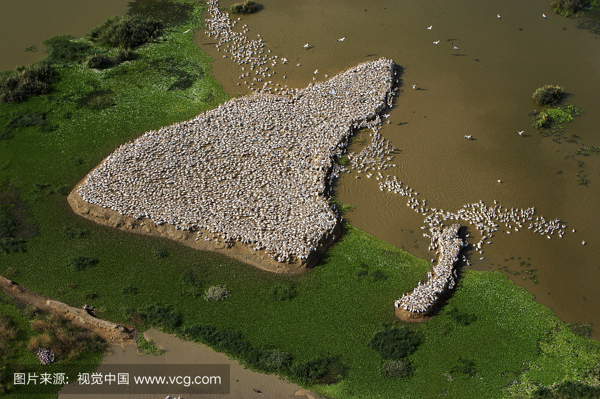 塞内加尔河三角洲的白鹈鹕在圣路易斯,Djoudj国