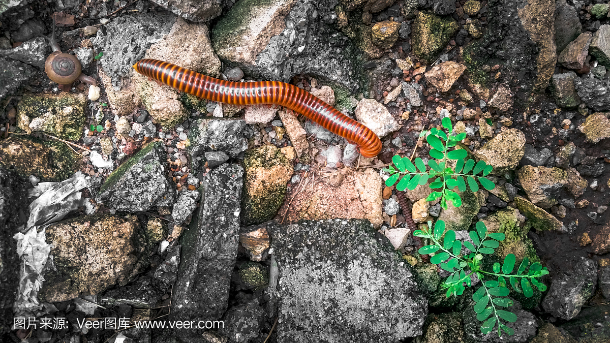 巨型千足虫或(Trigoniulus corallinus)走在丛林雨