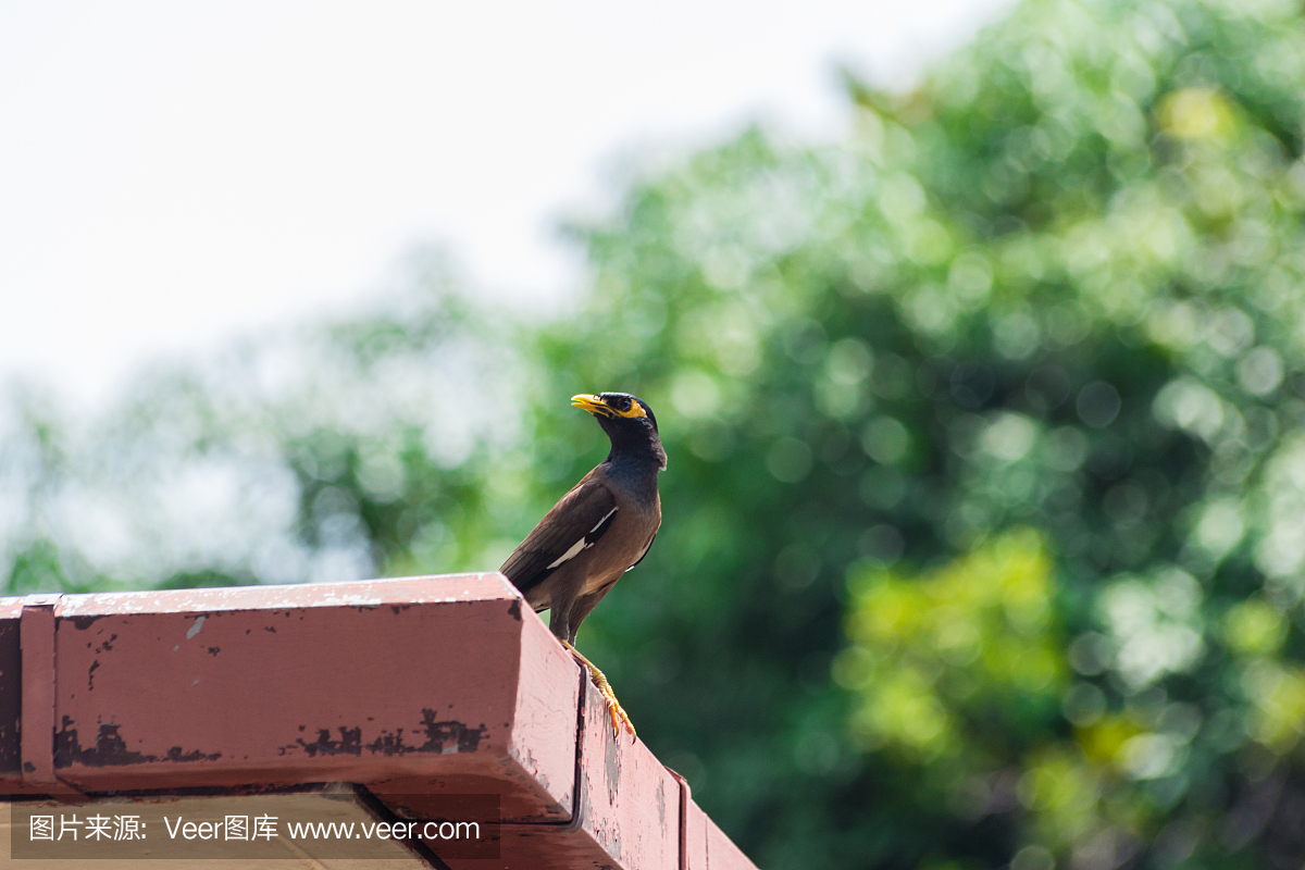 屋顶上的一只鸟
