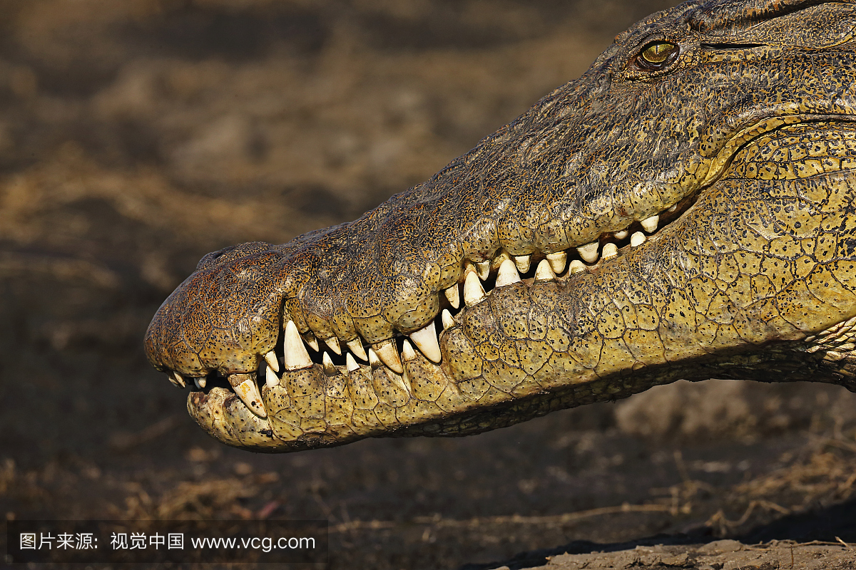 尼罗鳄,尼禄鳄,尖利,荆棘