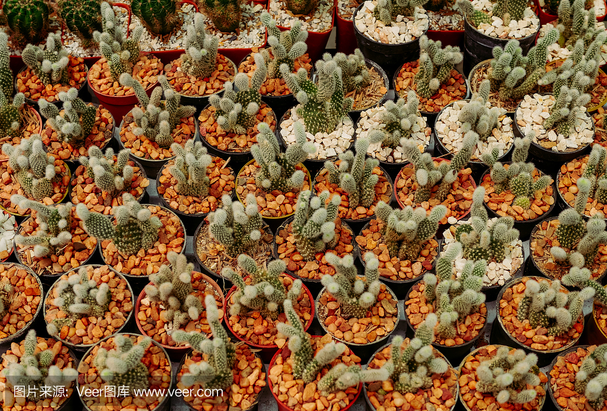 仙人掌花盆中,五颜六色的花盆,鲜花店