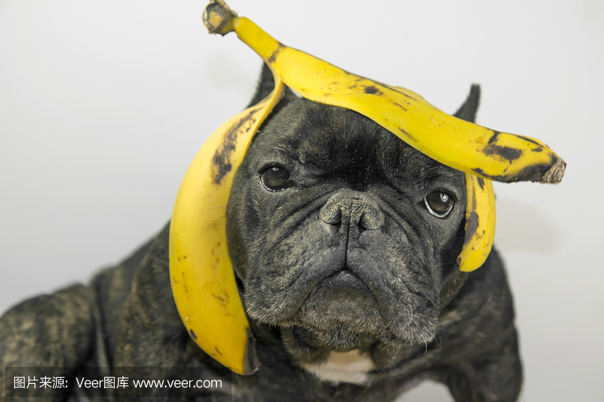 香蕉皮在头上的狗
