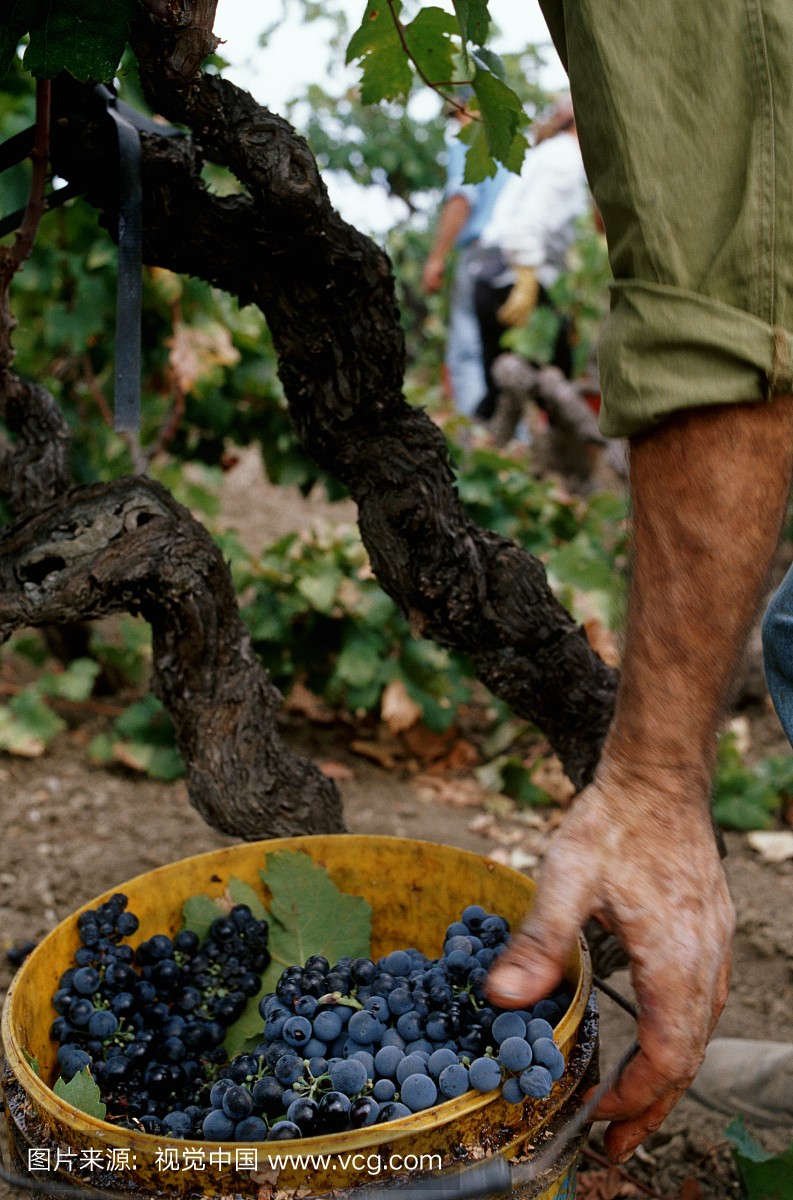 Harvesting Primitivo grapes from an old Albere