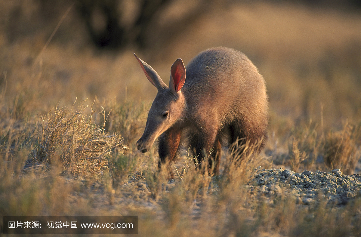 土豚,土豚属,土猪属,非洲