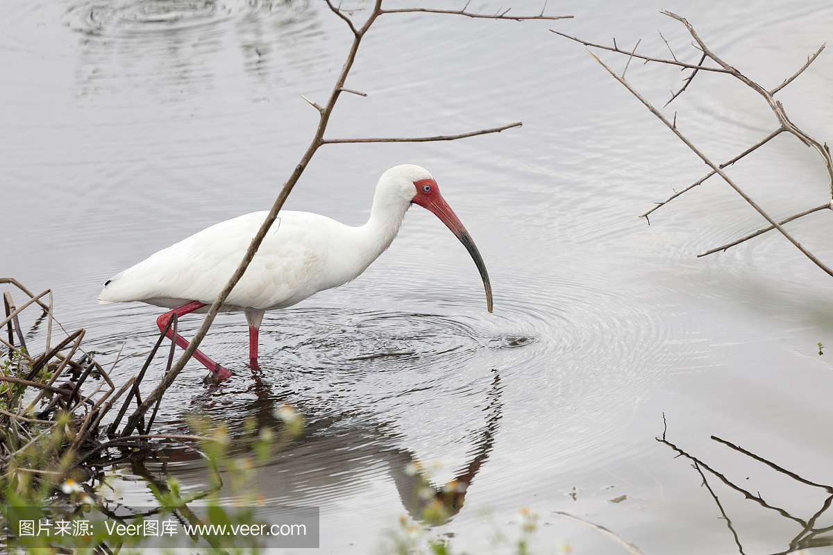 白色的Ibis在维埃拉湿地