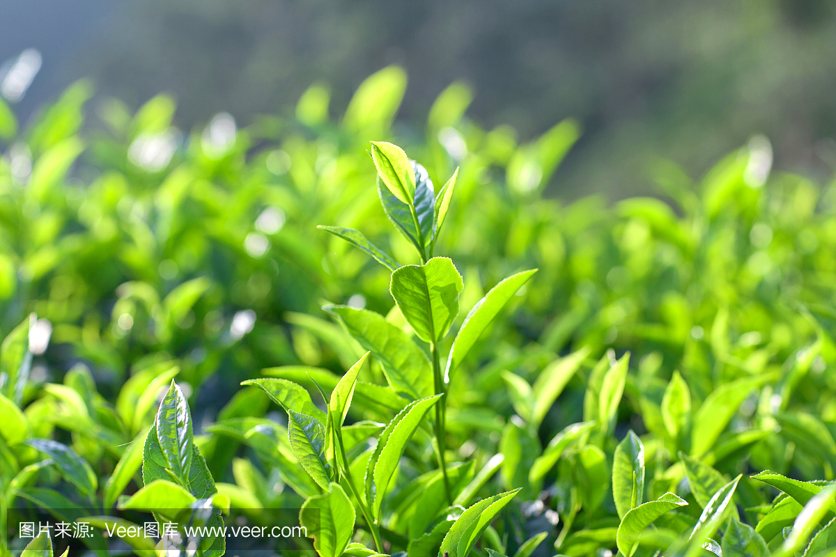 IM電競1貴州綠茶的那些舊事