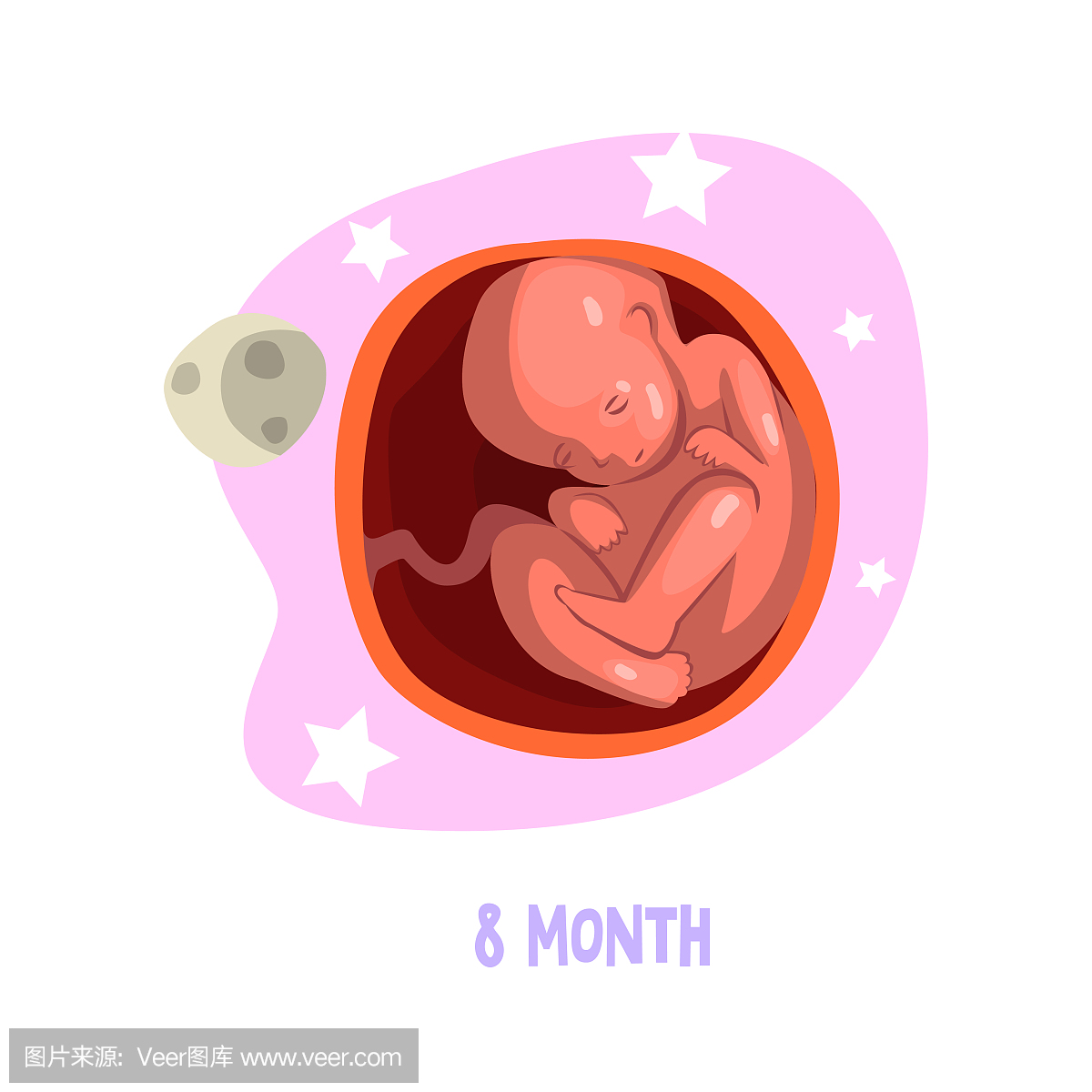 胎儿在子宫内发育的过程。怀孕8个月。教育书