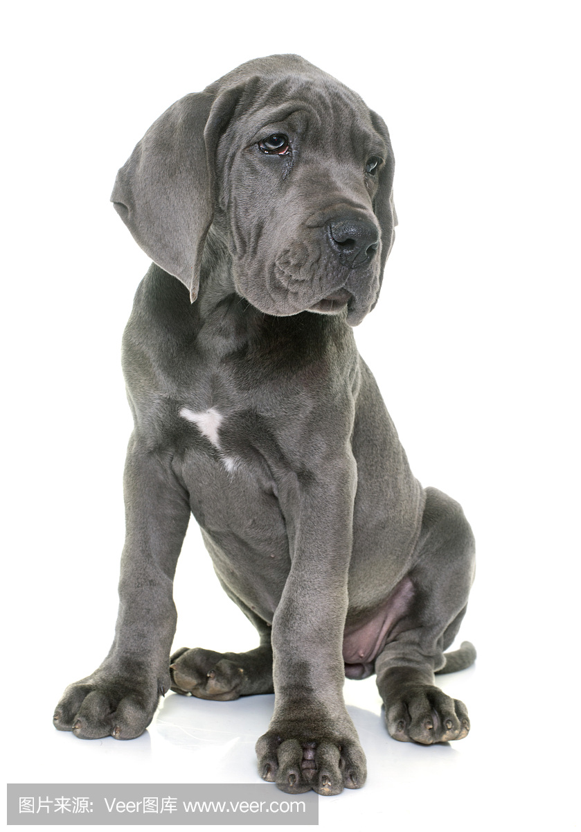 大丹狗,大丹,大丹犬狗,丹麦种大狗