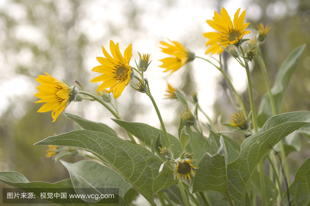 苦根_苦根菜