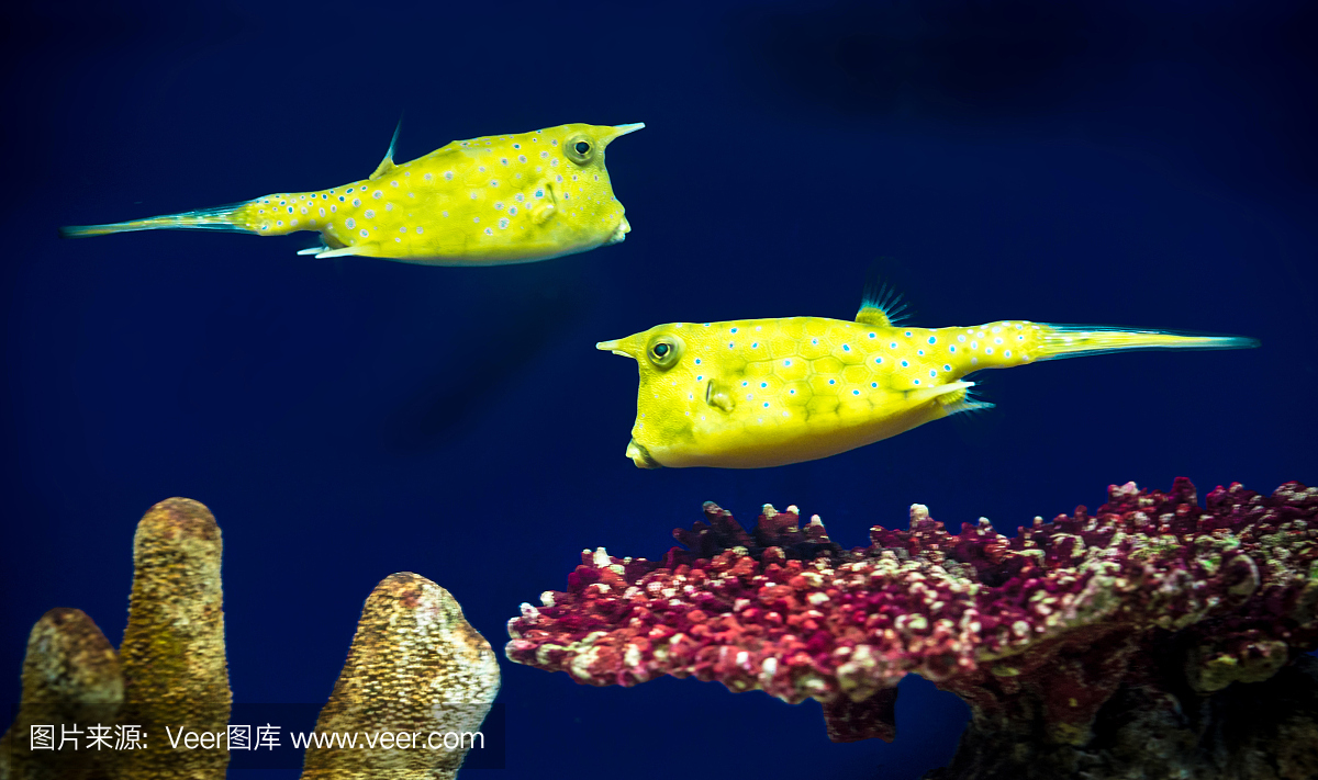 boxfishes