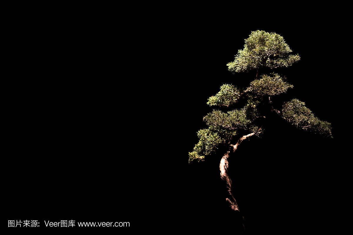 日本盆景微型树在黑暗的房间黑色背景