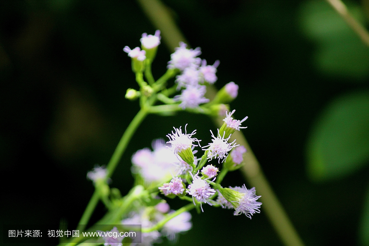 Stringy Blooms