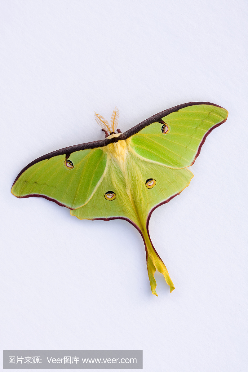 月神蛾,长尾水青蛾,自然,垂直画幅