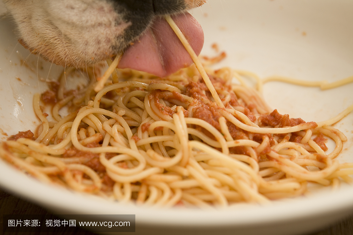宠物,意大利食品,一只动物,餐具