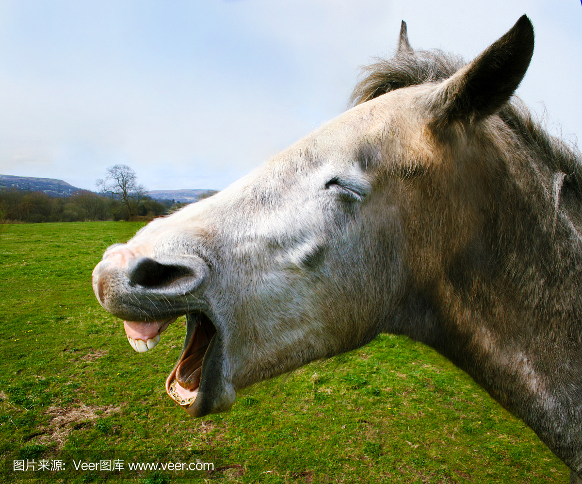 嘶叫,叫声,驴叫声,豪塞