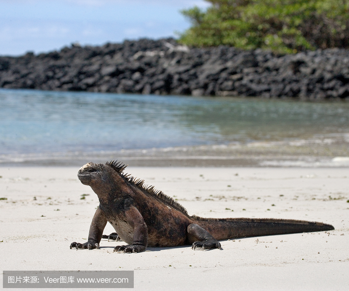 海洋鬣蜥坐在白色的沙滩上。