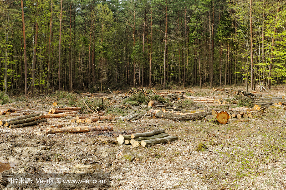 光谷一小区10多棵树被砍 两区园林部门均称不归自己管凤凰网湖北_凤凰网