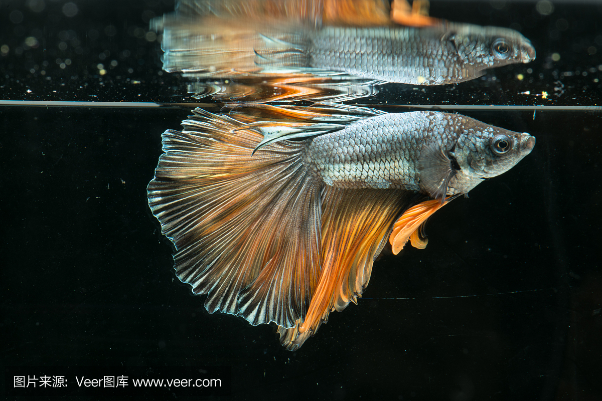 暹罗斗鱼。 betta splendens半条鱼美丽的尾巴