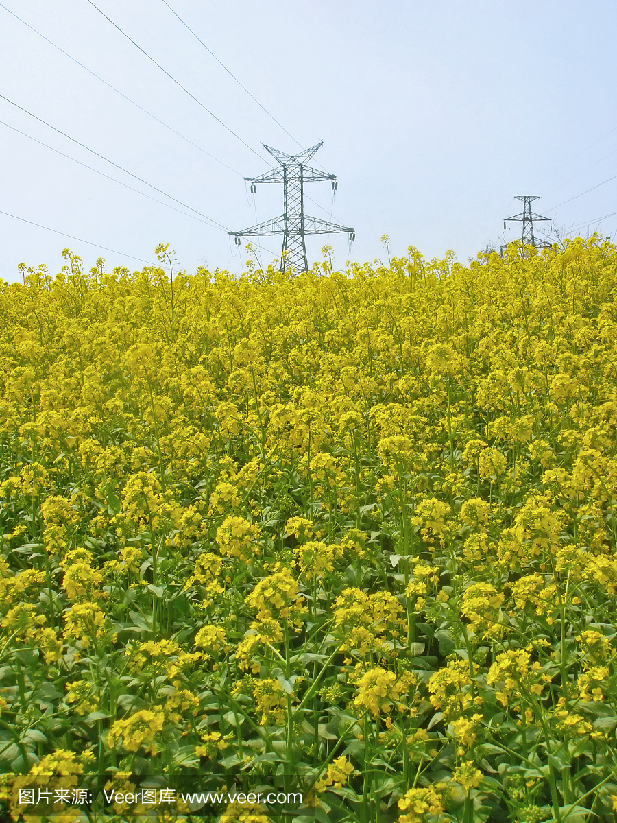 油田与电力塔架
