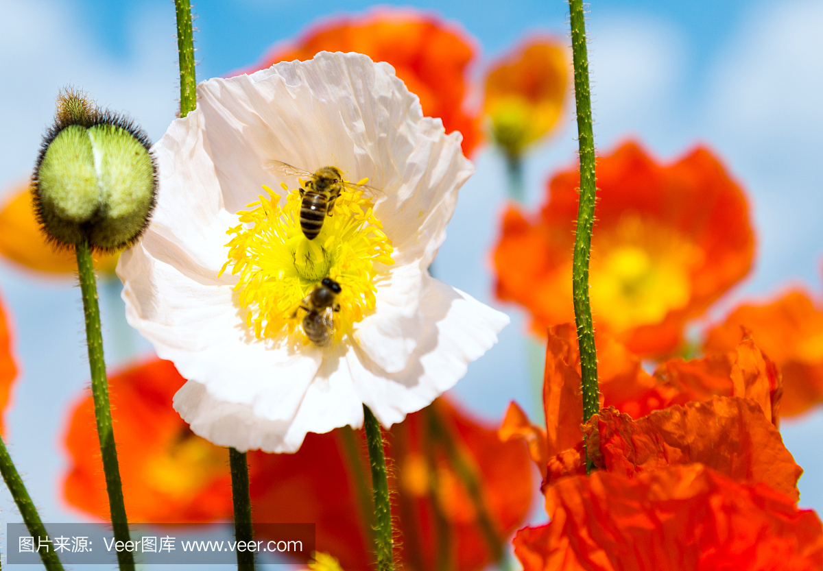 蜂蜜收集花粉在五颜六色的玉米罂粟花