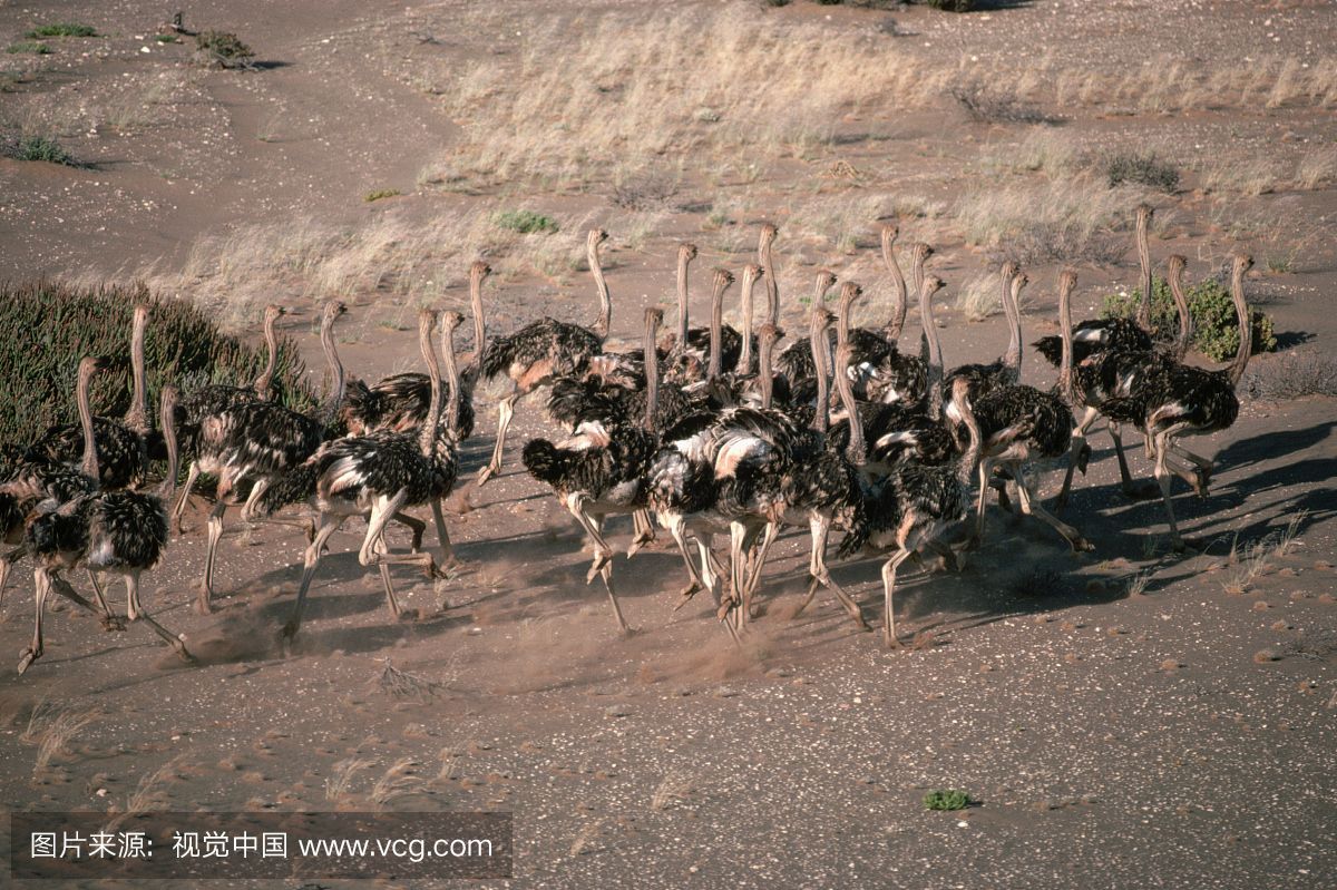 越野赛跑,南部非洲,档案,慢跑