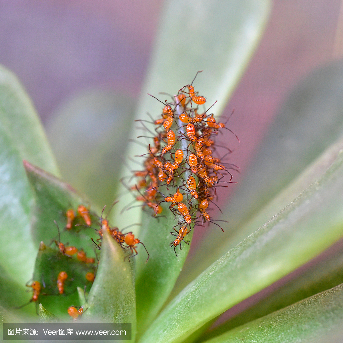 吸血动物,吸血的,幼虫,幼体