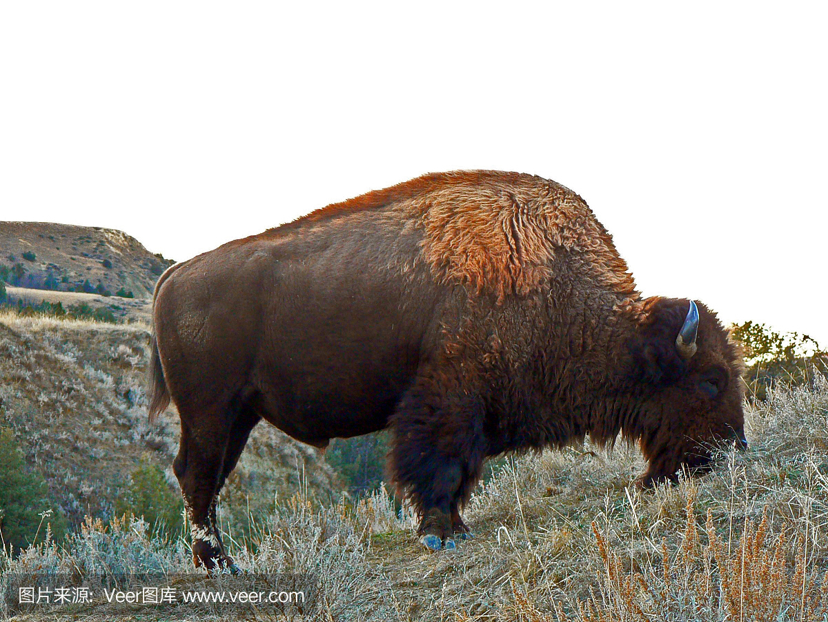 西奥多·罗斯福总统,老罗斯福总统,美国罗斯福